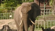 Słoń na wybiegu w zoo