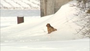 Pies siedzący na śniegu