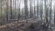 Dogaszanie pożaru lasu