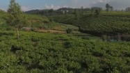 Plantacja herbaty na Sri Lance