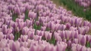 Pole tulipanów