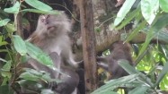 Małpy na drzewie