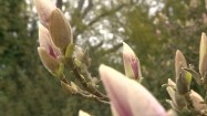 Pąki magnolii