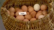 Wystawa jajek