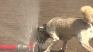 Upalny dzień - pies pijący wodę