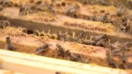 Pszczoły na plastrach miodu