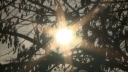Słońce między gałęziami