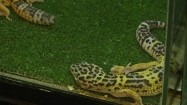 Gekony w terrarium