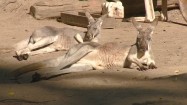 Kangury na wybiegu w zoo