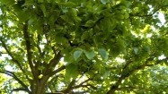 Magnolia drzewiasta