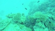 Rafa koralowa u wybrzeży Malediwów