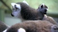 Młody lemur na grzbiecie matki
