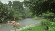 Bujna roślinność Kostaryki w deszczu