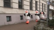Ludzie przebrani za pingwiny