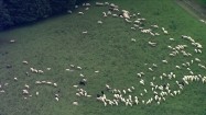 Owce pasące się na hali