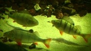 Ryby w akwarium