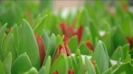 Pąki czerwonych tulipanów
