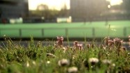 Trawnik przy boisku