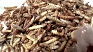 Smażone larwy i owady na targu