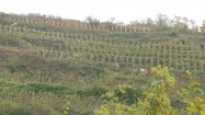 Plantacja winorośli na Węgrzech