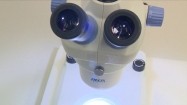 Kleszcz pod mikroskopem
