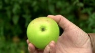 Jabłko - reneta landsberska