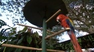 Papuga ara