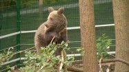 Niedźwiedź brunatny w zoo