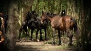 Konie w lesie