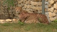 Gepardy na wybiegu w zoo