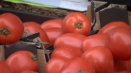 Czerwone pomidory na wagę