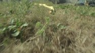 Żółty pyton na trawie