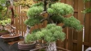 Drzewka bonsai
