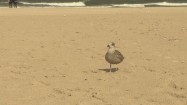 Mewa na plaży