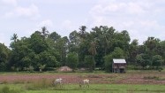 Krajobraz Kambodży