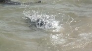 Pływające foki