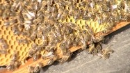 Rój pszczół