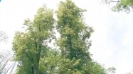 Korony drzew