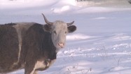 Krowa na śniegu