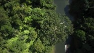 Dżungla na Borneo