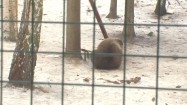 Niedźwiedź brunatny w zoo w Poznaniu