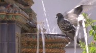 Gołębie w fontannie