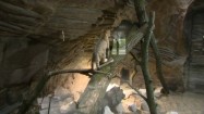 Kot arabski w zoo