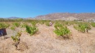 Plantacja winorośli w Grecji