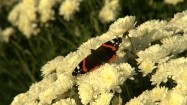 Motyl siedzący na chryzantemach