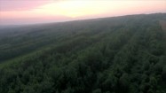 Zachód słońca nad lasem
