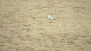 Mewa na plaży
