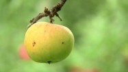 Jabłka na gałęziach