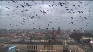 Chmara ptaków nad miastem