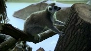 Lemur siedzący na gałęzi